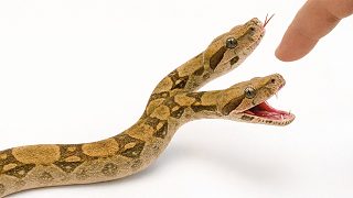 雙頭蛇的生存實驗記錄