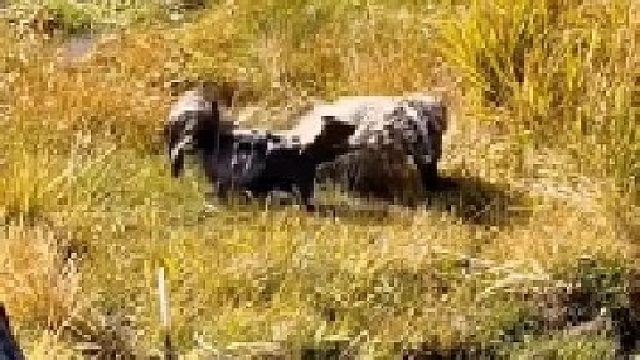 臭鼬挑衅猪獾，猪獾忍无可忍暴揍臭鼬