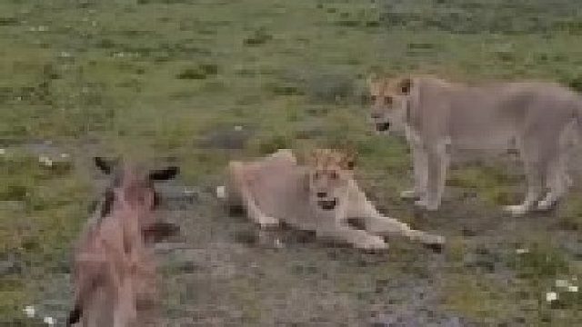 小角马不幸被狮子抓单