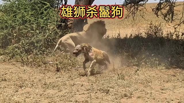 鬣狗想抢夺母狮的猎物，雄狮目睹一切后对鬣狗起了杀心。