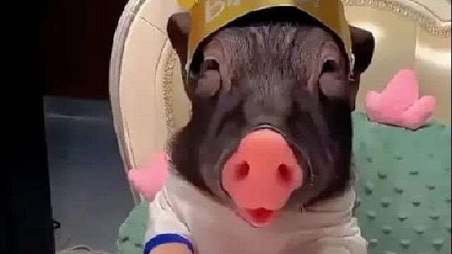 女孩在猪圈里买了一只体弱多病的小猪崽，并且每年都会给它过生日