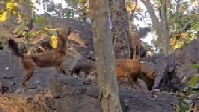 豺群围攻花豹，花豹暂避锋芒躲在树上