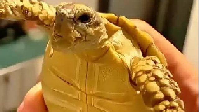 一只迷路的陆龟误闯女孩家的水泥地，没想到因祸得福遇见了好心人