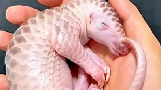 一对夫妇在菜地里发现一只丑陋的小怪物，心善的女人决定带它回家