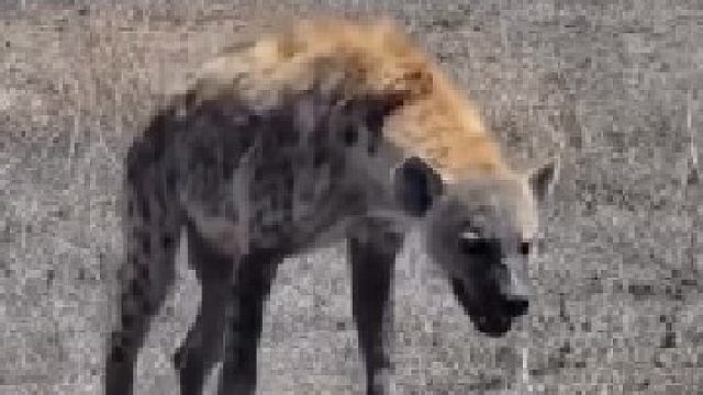 一只严重脱水的斑鬣狗！