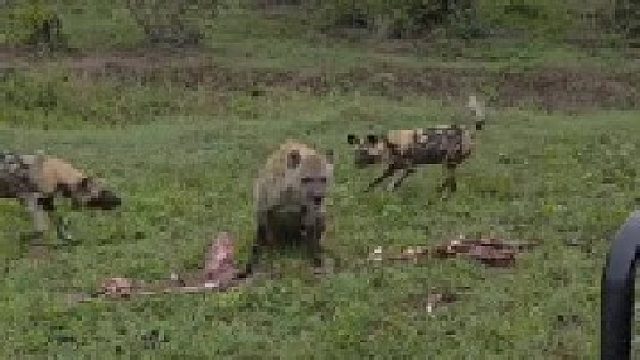 为了守住仅存的一点食物，鬣狗不惜以一敌二，与两只野狗硬刚