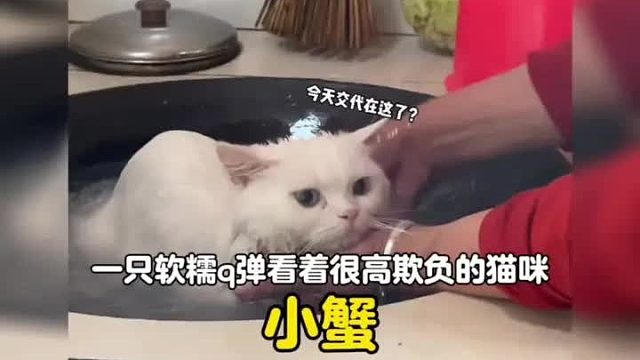 一只像棉花糖，软糯q弹看着就想欺负的猫咪