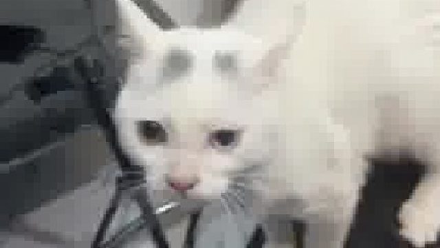 给你们看一下我的狗多乖