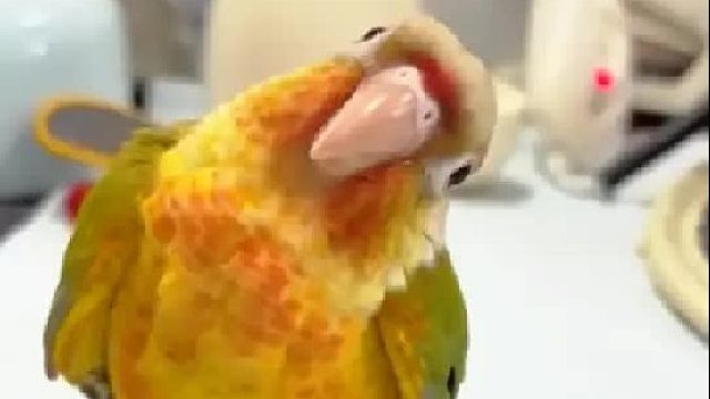 女孩在下班回家时捡到一只奇怪的鸟，没想到它身怀多技十分的聪明