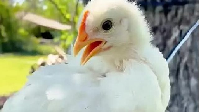 女孩去购物意外发现一只破壳的小鸡，没想到它长大后模样惊艳众人