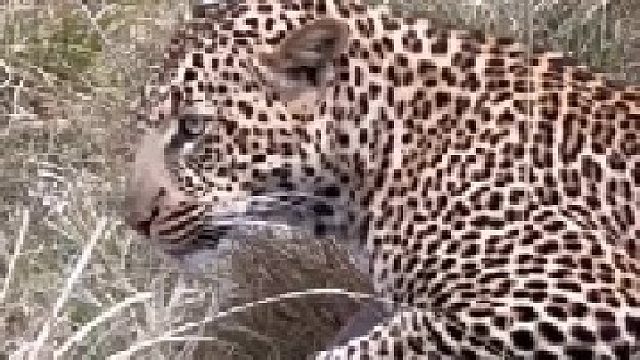 花豹无法破开穿山甲鳞片！