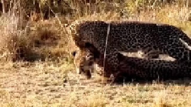 花豹清除竞争对手猎豹！