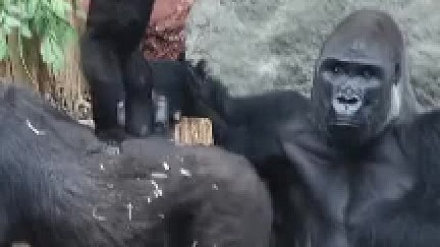 猩猩妈妈陪孩子玩，猩猩爸爸坐着一副生无可恋的样子。