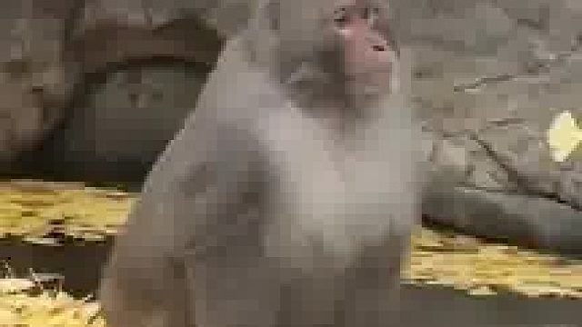 南京红山动物园网红猴，至今还未上岸！