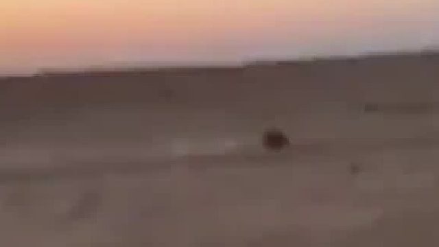 灵缇犬追野兔，上演了速度与JI情，网友：兔哥用氮气了吧