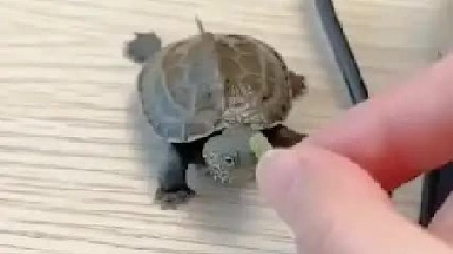 女孩在野外骑行偶然捡到一只小乌龟，后来它生了一堆宝宝送给女孩