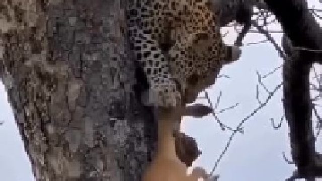 花豹抓住小羚羊却没有吃掉，而是将小羚羊带到树上。