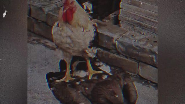 御兽宗圣女，先天御兽圣体