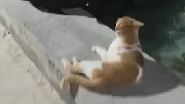 狗狗在泳池边放松，三只人类在聊天，享受夏日时光