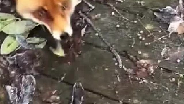 可爱狐狸在线求摸谁能拒绝嘤嘤怪啊！！#全网热点共创计划#