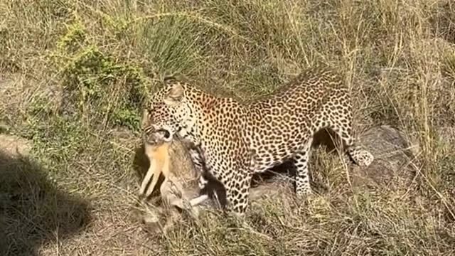 花豹连续捕猎失败，无奈之下只能抓一些小动物果腹。