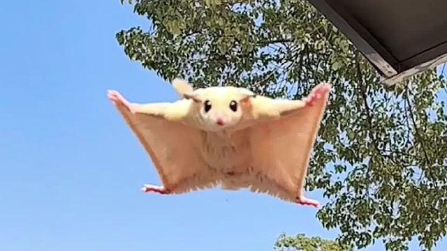 拼尽全力，只为给你一个飞起来的抱抱