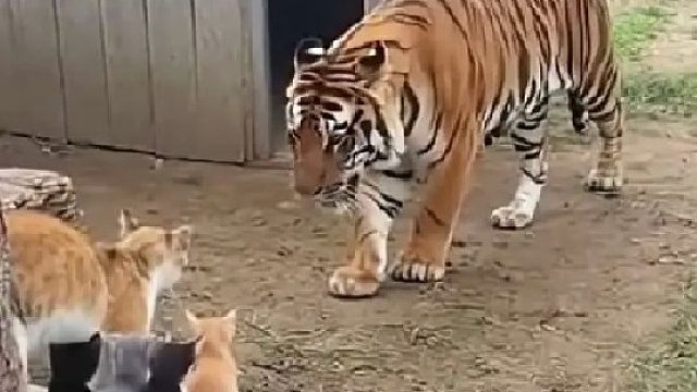 小巧玲珑的猫咪究竟有多猛