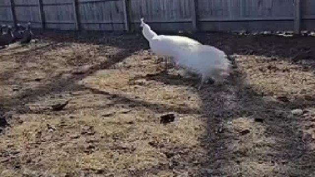 孔雀居然会说hi~盘点那些搞笑孔雀叫声