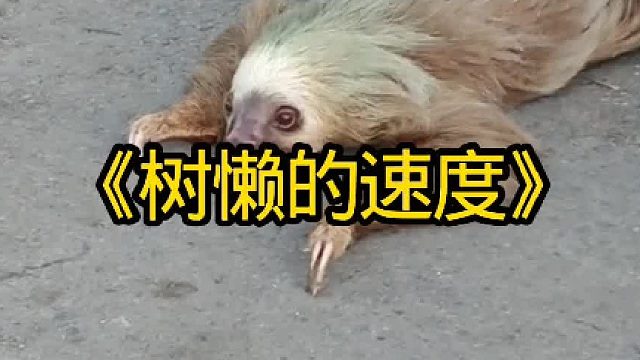 树懒的速度太慢了