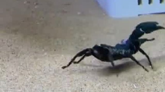 哇！十三叔这里有条硬鱼耶