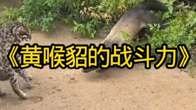 黄喉貂的战斗力