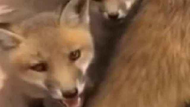 动物救援故事：小哥用爱心拯救了一只被困的狐狸！