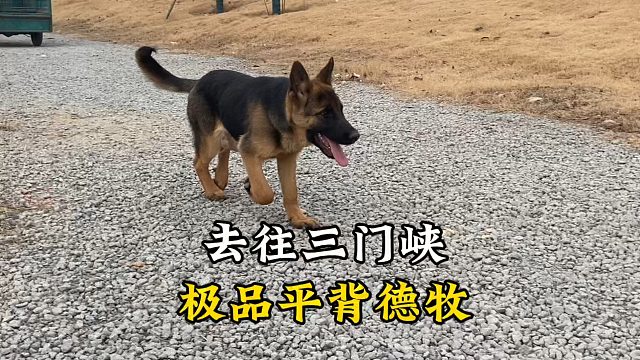 时隔3年三门峡粉丝再次寻宠，一只极品平背德牧，瞬间俘获大哥！