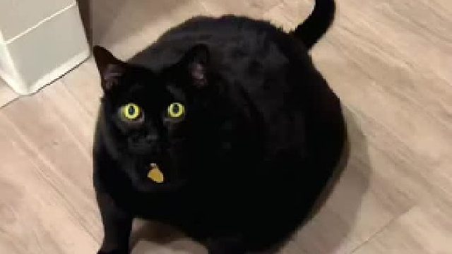 喵桑，该减肥了！狗都能欺负你了！肥猫合集#全网热点共创计划#