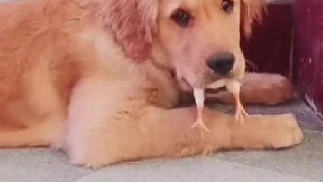 呆萌小鸡合集#全网热点共创计划#