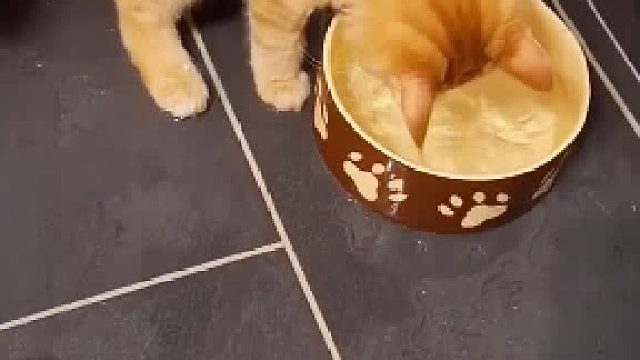 橘猫是不是都有点神经质真的太可爱啦！盘点那些搞笑又可爱的橘猫