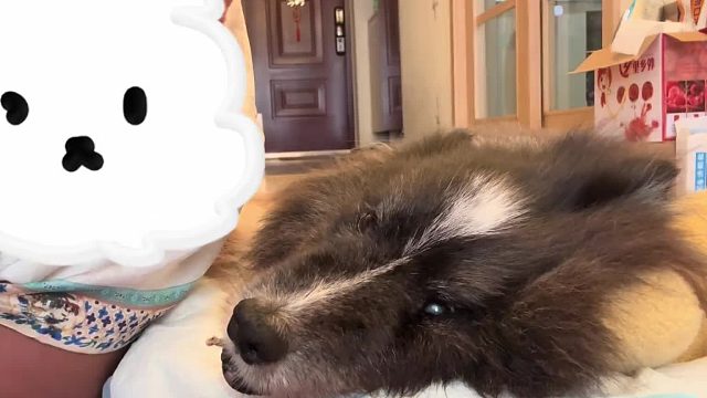 这是我最后一次给你讲，关于妈妈是如何从一堆小狗里，找到你的故事了…兔子宝宝，妈妈爱你～