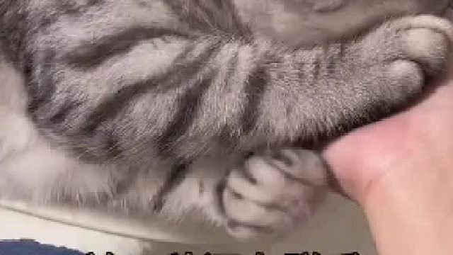 原来喂食器才是亲妈干饭喵冲！！！猫猫听到喂食器搞笑反应合集