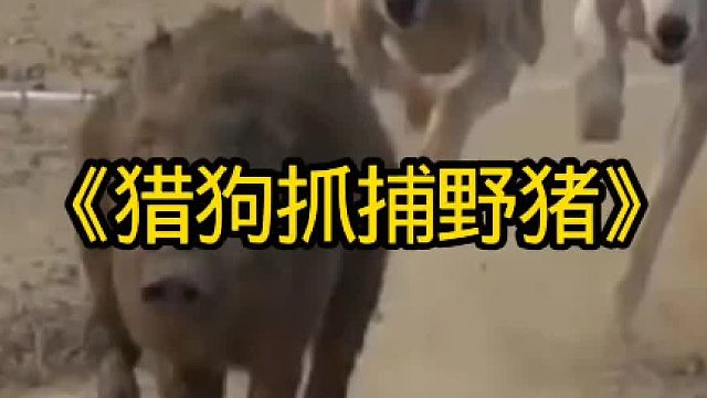 猎狗抓野猪直接把野猪吓尿了