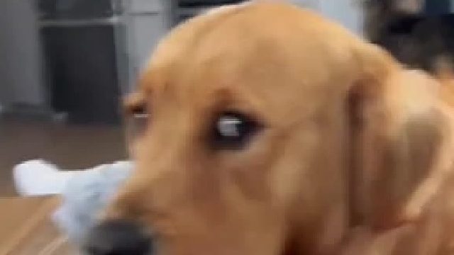 在狗狗的脸上看到了不可思议…