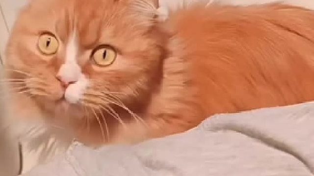 谁家正经猫这么叫猫咪搞笑声音盘点#全网热点共创计划#