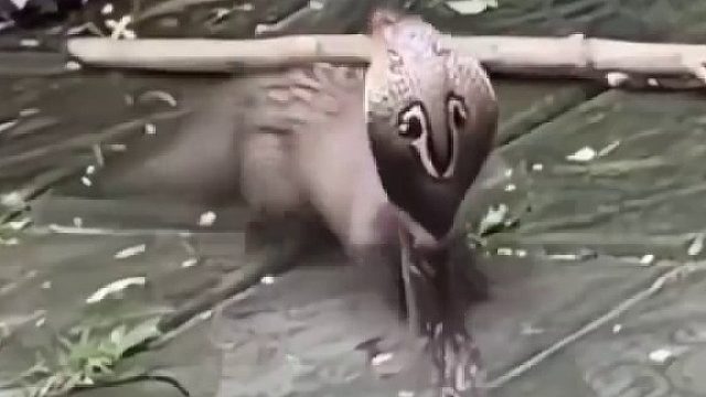 在他眼里眼镜蛇就是一根辣条