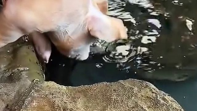 这条黄蟮起码有5斤