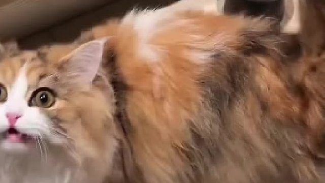 咪咪！你的声音和颜值严重不符啊！#全网热点共创计划#