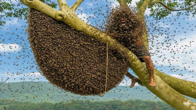 巨型蜜蜂来袭！疯狂的野生蜂蜜狩猎被摄像机捕捉到——极限生存