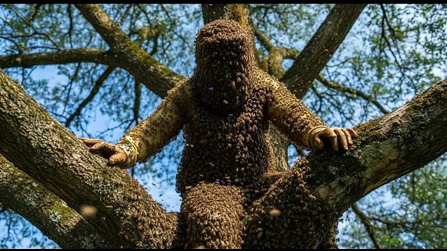他爬上一棵长满野生蜜蜂的巨树——最危险的采蜜活动！