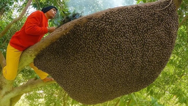 他在几秒钟内失去了所有纯野生蜂蜜——一次冒险的丛林攀登出了差错
