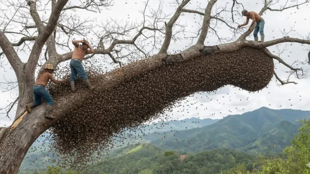 疯狂的单人挑战——爬上大树采蜜