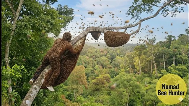 丛林高地的大师——采摘野生蜂蜜的致命技能