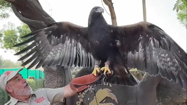 毕生奉献给小动物的国外大叔即将退休，离别之际与它的小宝贝一一告别